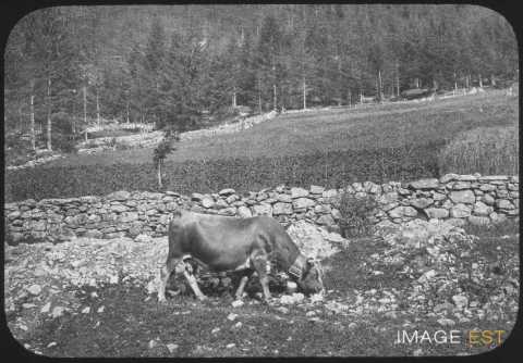 Vache (Savoie)